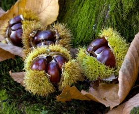 L’allarme Coldiretti: Castagne, in Campania raccolto giù del 90%