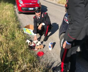 Montoro. I carabinieri salvano 5 cuccioli abbandonati