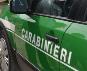 I carabinieri Forestali sequestrati 18.000 shoppers in plastica – Multe per 80.000 euro.