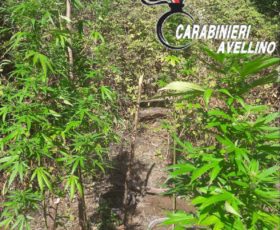 Montoro. I carabinieri trovano piante di marijuana alte sue metri in montagna
