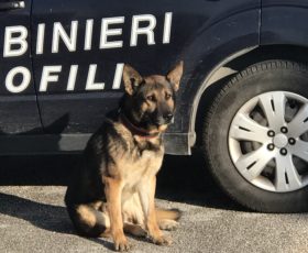 Montoro. Blitz antidroga nell’istituto scolastico con il cane dei carabinieri Pirat