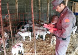 Pasqua sicura, i carabinieri controllano 13mila ovini, scoperti allevamenti abusivi, sequestri di carne e latte