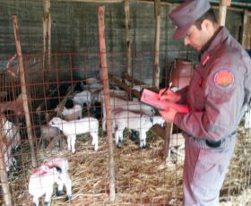 Pasqua sicura, i carabinieri controllano 13mila ovini, scoperti allevamenti abusivi, sequestri di carne e latte
