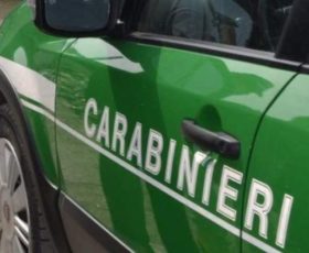 Cervinara – Area boschiva trasformata in castagneto, scattano due denunce