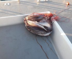 La Guardia Costiera di Salerno ha sequestrato altri esemplari di tonno rosso