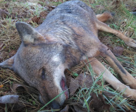 Avellino. Esche avvelenate WWF e SOS Natura sul lupo morto a Montevergine