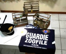 San Valentino Torio. Sorpreso con fauna protetta in auto