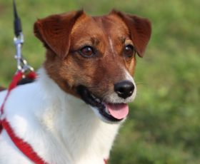 Mercato San Severino. Stage sulla corretta gestione del cane