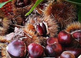 Roccadaspide. Furti di castagne, sindaco chiede maggiori controlli