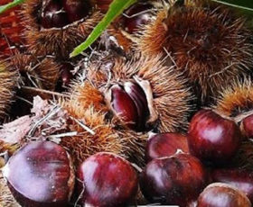 Roccadaspide. Furti di castagne, sindaco chiede maggiori controlli