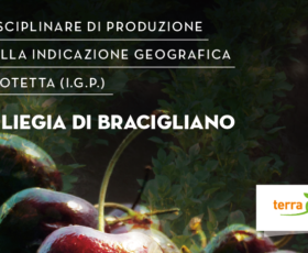 La ciliegia di Bracigliano IGP, arriva l’ufficialità sulla Gazzetta Ufficiale