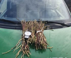 Carabinieri Forestali sequestrano 87 kg di asparago selvatico, 42 sanzioni per 16.000 euro
