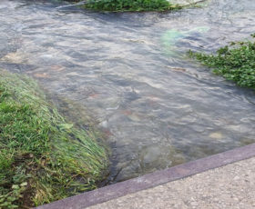 Montoro.  Fiumicello Borgo: controllo sui corsi d’acqua. Una necessità per impedire sversamenti dannosi alla salute pubblica e all’ambiente