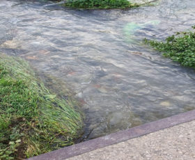 Montoro.  Fiumicello Borgo: controllo sui corsi d’acqua. Una necessità per impedire sversamenti dannosi alla salute pubblica e all’ambiente