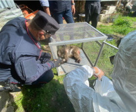 Carabinieri sequestrano un macaco giapponese tenuto in gabbia