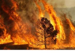 Incendi boschivi – Denunciato un incendiario.