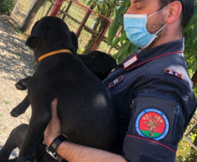 Lioni: ripreso dalle telecamere mentre abbandona i cuccioli: identificato e denunciato dai carabinieri