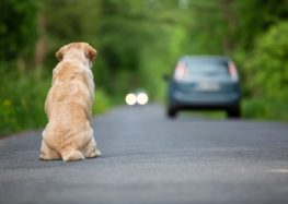 Abbandona il cane, scatta la denuncia per un 56enne di Cava