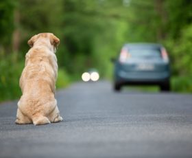 Abbandona il cane, scatta la denuncia per un 56enne di Cava