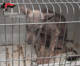 Cucciolo di lupo in difficoltà, salvato dai carabinieri forestali