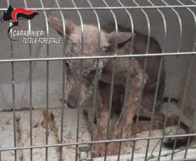 Cucciolo di lupo in difficoltà, salvato dai carabinieri forestali