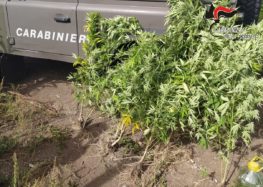 CONTRADA (AV) – SEQUESTRATE DAI CARABINIERI FORESTALI 7 PIANTE DI CANNABIS E RELATIVI FERTILIZZANTI. INDAGINI IN CORSO.