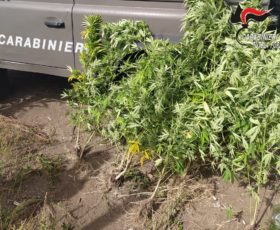 CONTRADA (AV) – SEQUESTRATE DAI CARABINIERI FORESTALI 7 PIANTE DI CANNABIS E RELATIVI FERTILIZZANTI. INDAGINI IN CORSO.