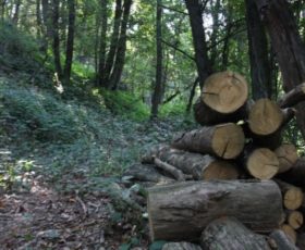 Tagliano un bosco senza autorizzazione,denunciati in cinque